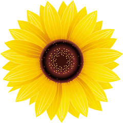 Pictures Of Sunflower Flowers - Sunflower Sticker Png