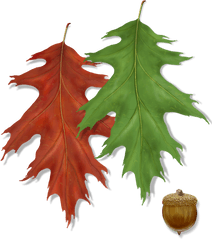 Northern Red Oak Tree Montgomery - Acorn Png