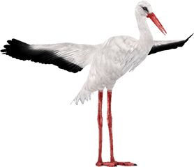 Download Stork - White Stork Png