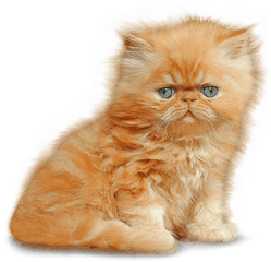 Download Kitten Png Image - Persian Kitten Png