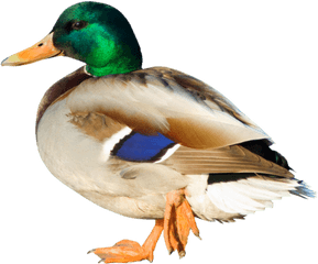 Duck Png Clipart - Duck Png