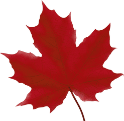 Leaf Clipart Library Download Png Files - Green Maple Leaf Clipart