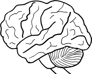 Human Brain Clipart - Human Brain Png