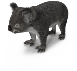 Realistic Koala Transparent Png - Koala