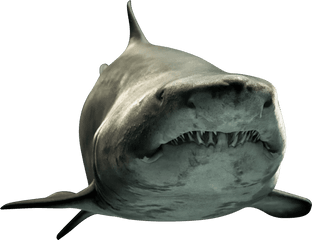 Shark Png Picture - 330 Million Year Old Shark