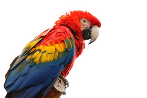 Macaw Png Picture