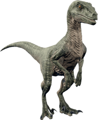 Velociraptor - Velociraptor Dinosaur Png