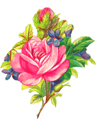 Antique Images Botanical Art Pink Rose Digital Flower - Clip Art Png