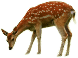 Bambi Download Free Image - Free PNG