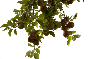 Tree Branch Photos - Free PNG