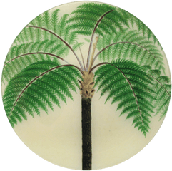 Tropical Palm Frondbanana Leaf - Inspired Decor Via Haskell Cyathea Contaminans Sketch Png