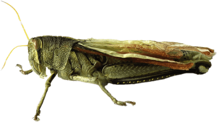 Grasshopper Png Image - Grasshopper Png