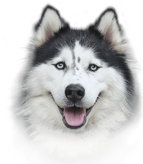 Hd Transparent Husky Dog - Husky Dog Png