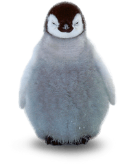 Transparent Baby Penguin - Baby Penguin Png