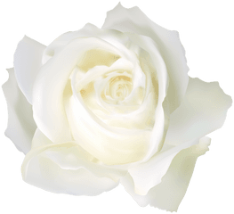 Free White Rose Transparent Background Download Clip Png Hd