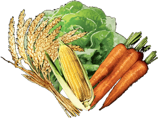 Vegetable - Carrot Png