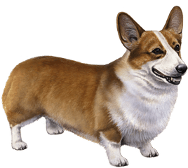 Pembroke Welsh Corgi Facts - Pembroke Welsh Corgis Teeth Png