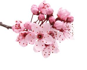 Cherry Blossom Petals Png Images - Flower Cherry Blossom Png