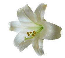 Lily Transparent - Free PNG