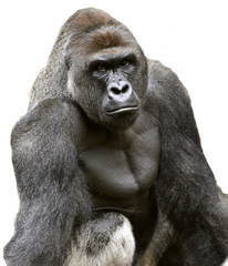 Harambe Transparent Png 6 Image - Starbucks