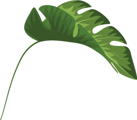 Tropical Leaves Palm Banana Monstera Mugs Clipart - Full Tropical Leaf Clipart Transparent Png