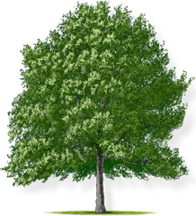 Download Hd Tree Height - Small Honey Locust Tree Bald Cypress Tree Png