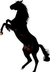 Mustang Horse Transparent Png Clipart - Black Horse Png