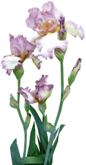 Iris Plant Mauve - Png Transparente Iris Png