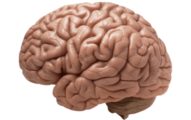 Human Brain Transparent Png Picture - Brain Diseases