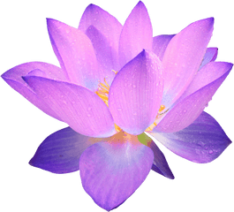 Lotus Flower Clipart No Background - Purple Flower Transparent Background Png