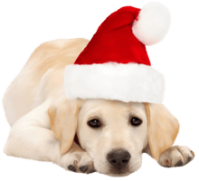 Real Christmas Animal Free Transparent Image HD - Free PNG