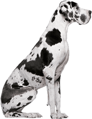 Great Dane Png