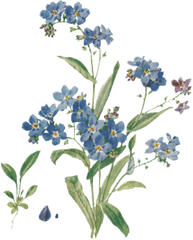 Flower - Aesthetic Forget Me Not Png