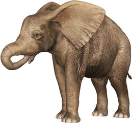 Baby Elephant Transparent Images Png Arts - Baby Elephant Transparent Png