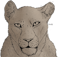 Lioness Head Png 1 Image - Siberian Tiger