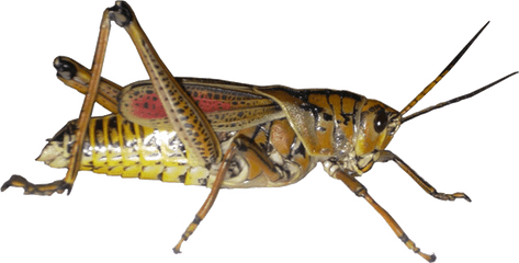 Grasshopper Png Picture - Grasshoppers Png
