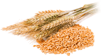 Whole Grain Png Picture - Transparent Background Wheat Beer Png