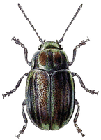 Beetle Png Image