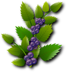 Blueberries Berries Red Fruits - Blueberry Png