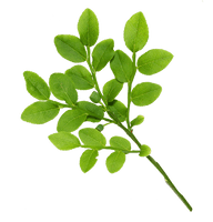 Real Leaves - Free PNG