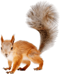 Png Background - Squirrel Png