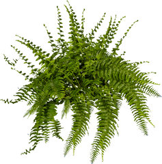 Download Hd Boston Fern Png Transparent - Fern Png