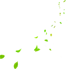 Download Hd Green Leaves Falling Png - Green Leaves Falling Pn