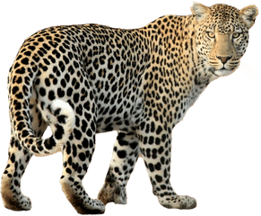 Download Leopard Walking Png Image For Free - Leopard Png