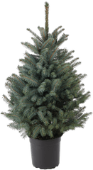 Cut Your Own Christmas Tree Fresh Non - Boreal Conifer Png