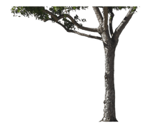 Tree Trunk Free Download PNG HQ