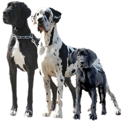 The Great Dane - Great Dane Deutsche Dogge Png