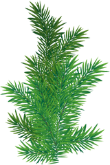 Download Pine Branches Png - Transparent Png Png Images Pine Png Branch