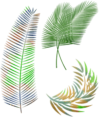 Watercolor Palm Leaves Leaf - Free Image On Pixabay Roystonea Png