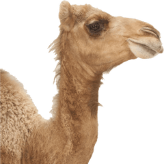 Camel Png Image Download